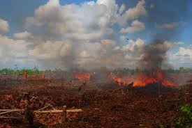 Mitigasi Kebakaran Lahan: Langkah Praktis
