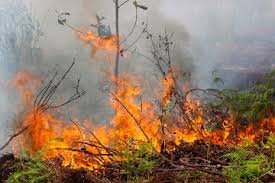 Waspada Musim Kemarau: Hutan Bukan Tempat Bermain Api